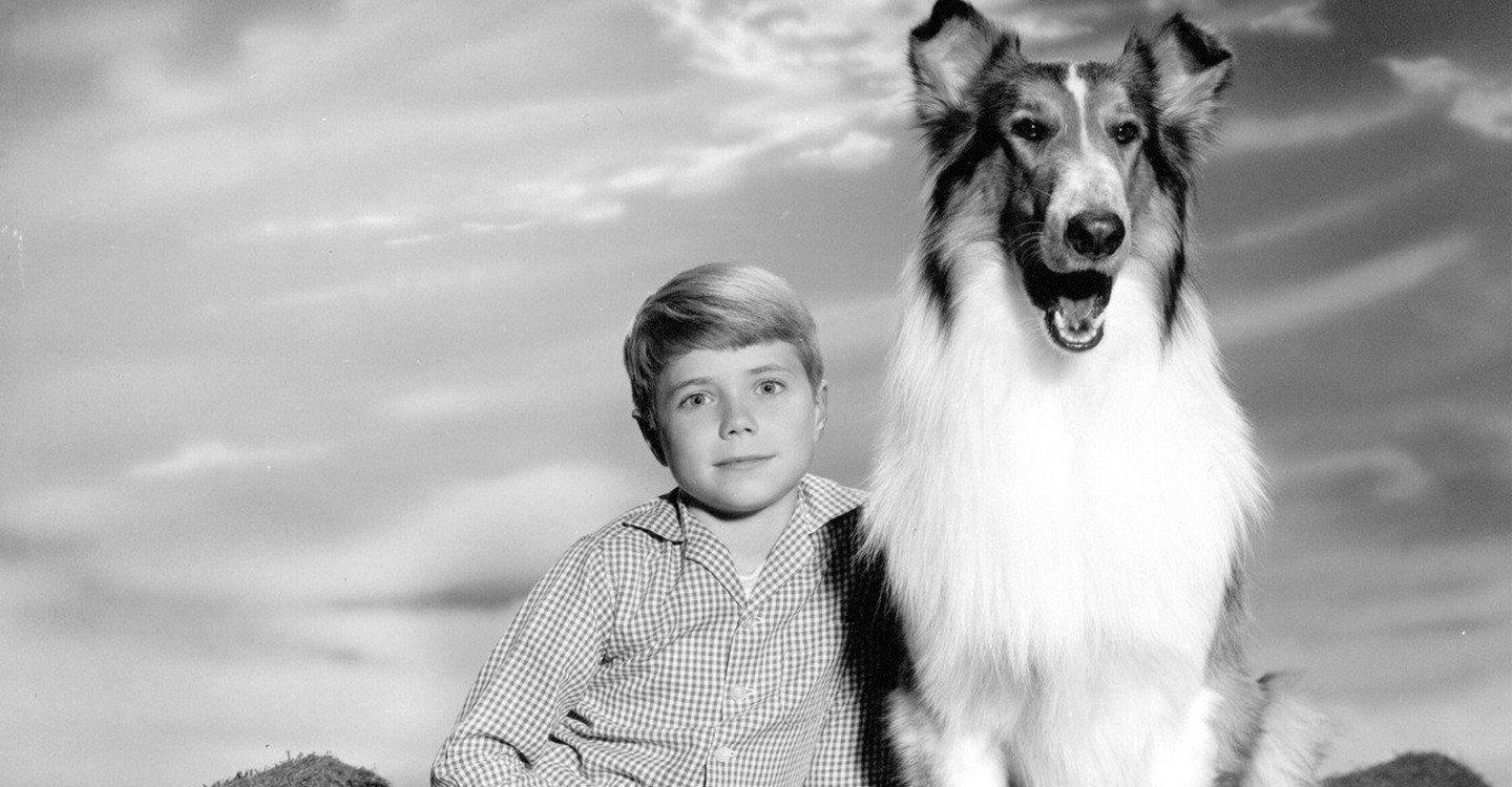 Лэсси 2005. Колли лесси. Лесси собака актер. Фильм лесси возвращение домой. Лэсси сериал актёры.